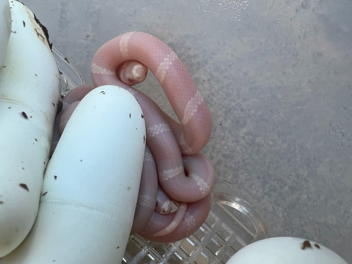 Snow Honduran Milk Snakes